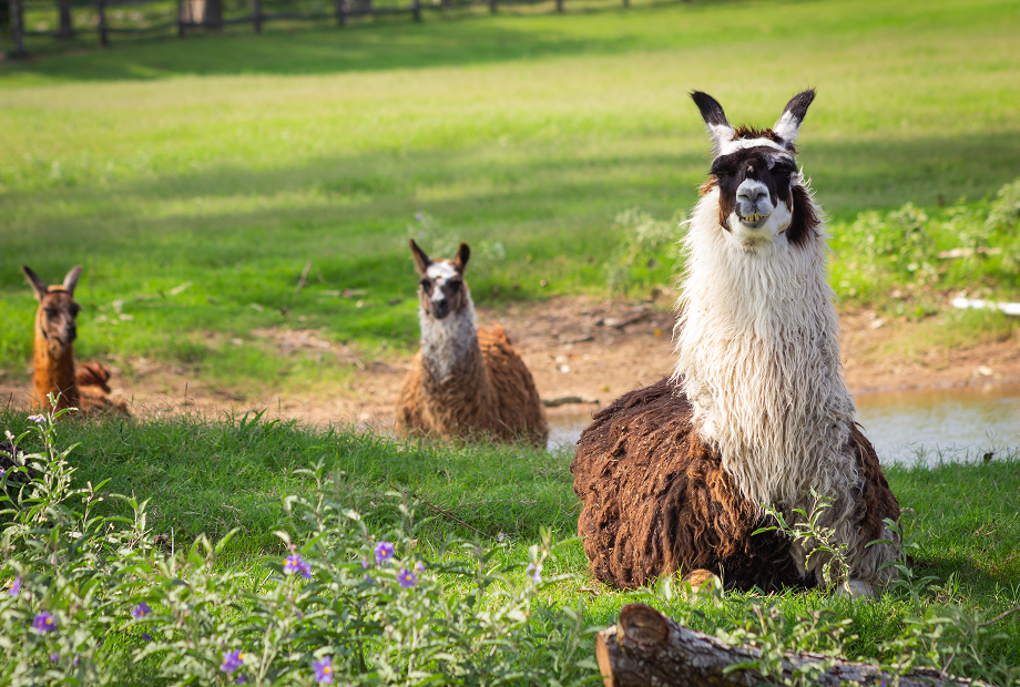 Llama