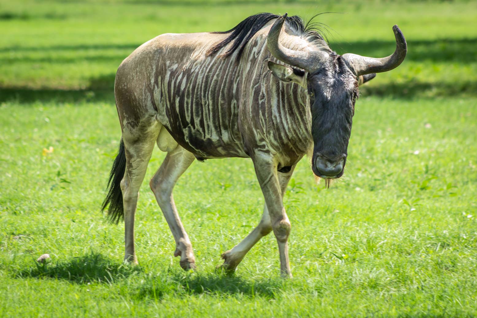White-Bearded Wildebeest