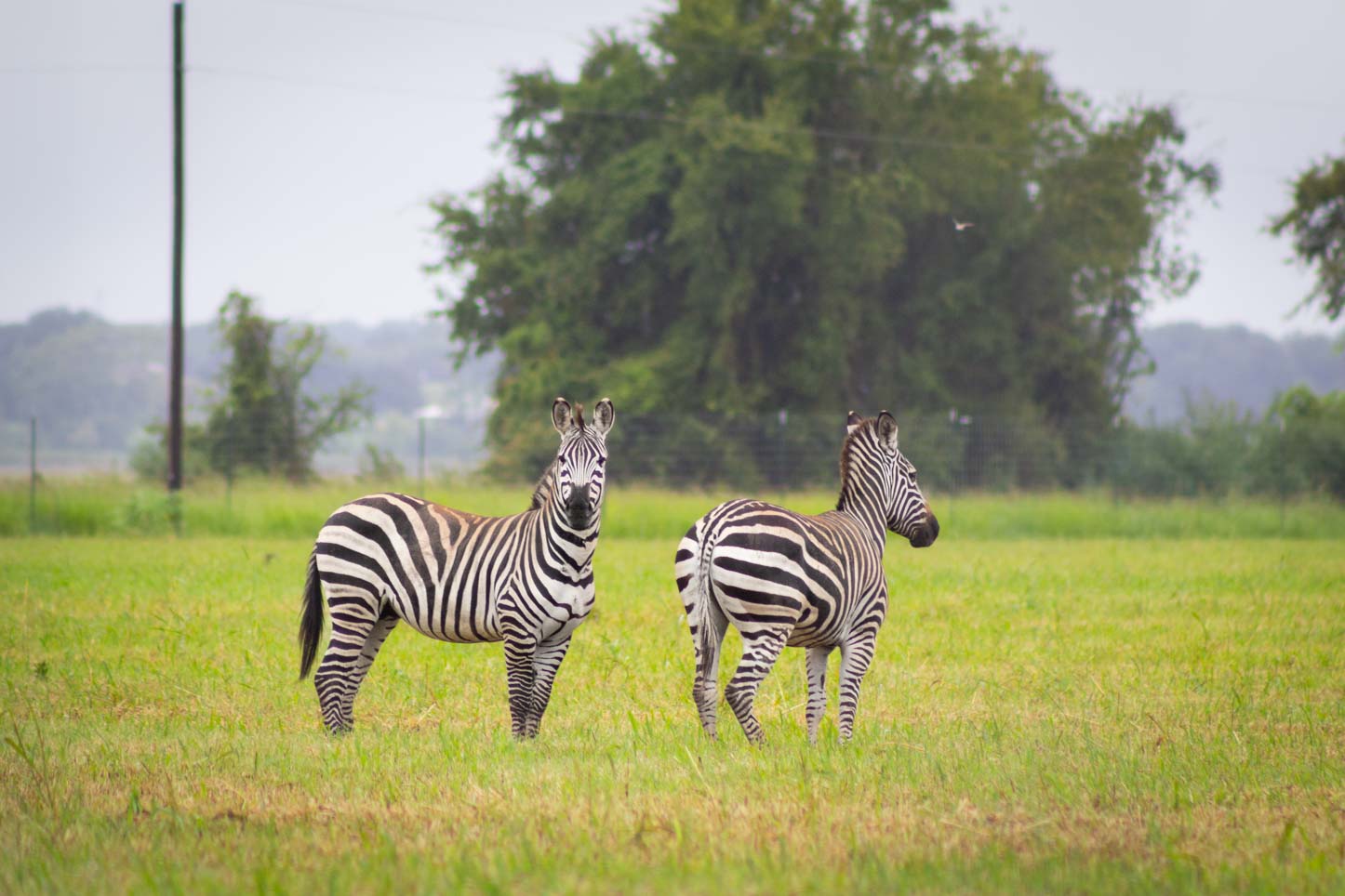 Zebra