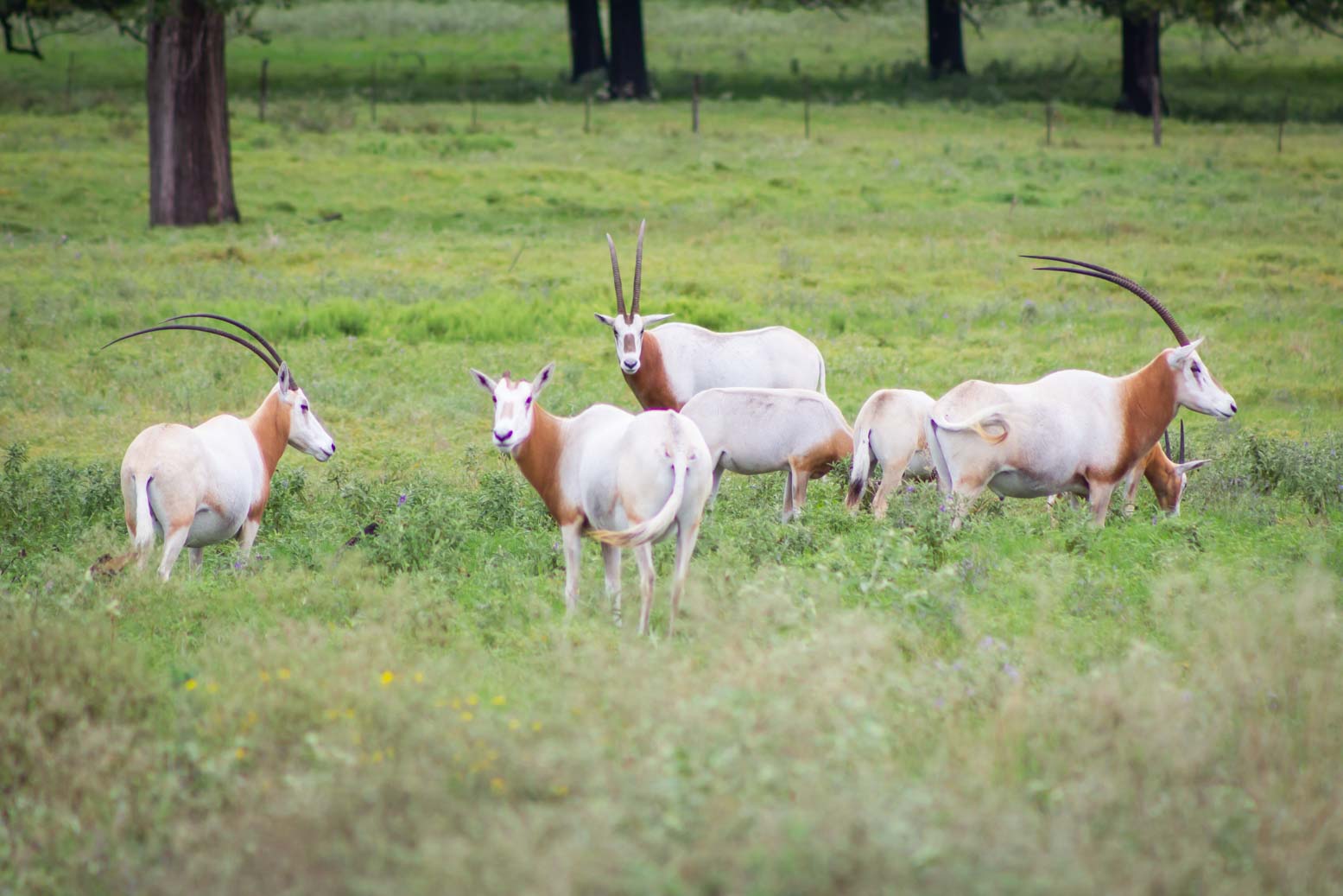 Scimitar-Horned Oryx