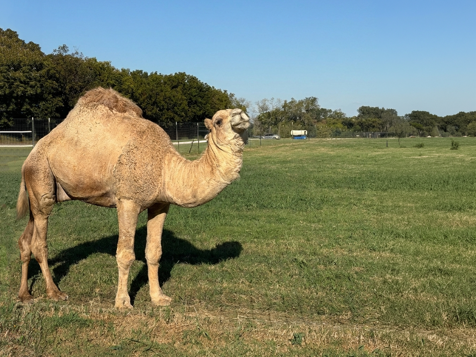 Camel
