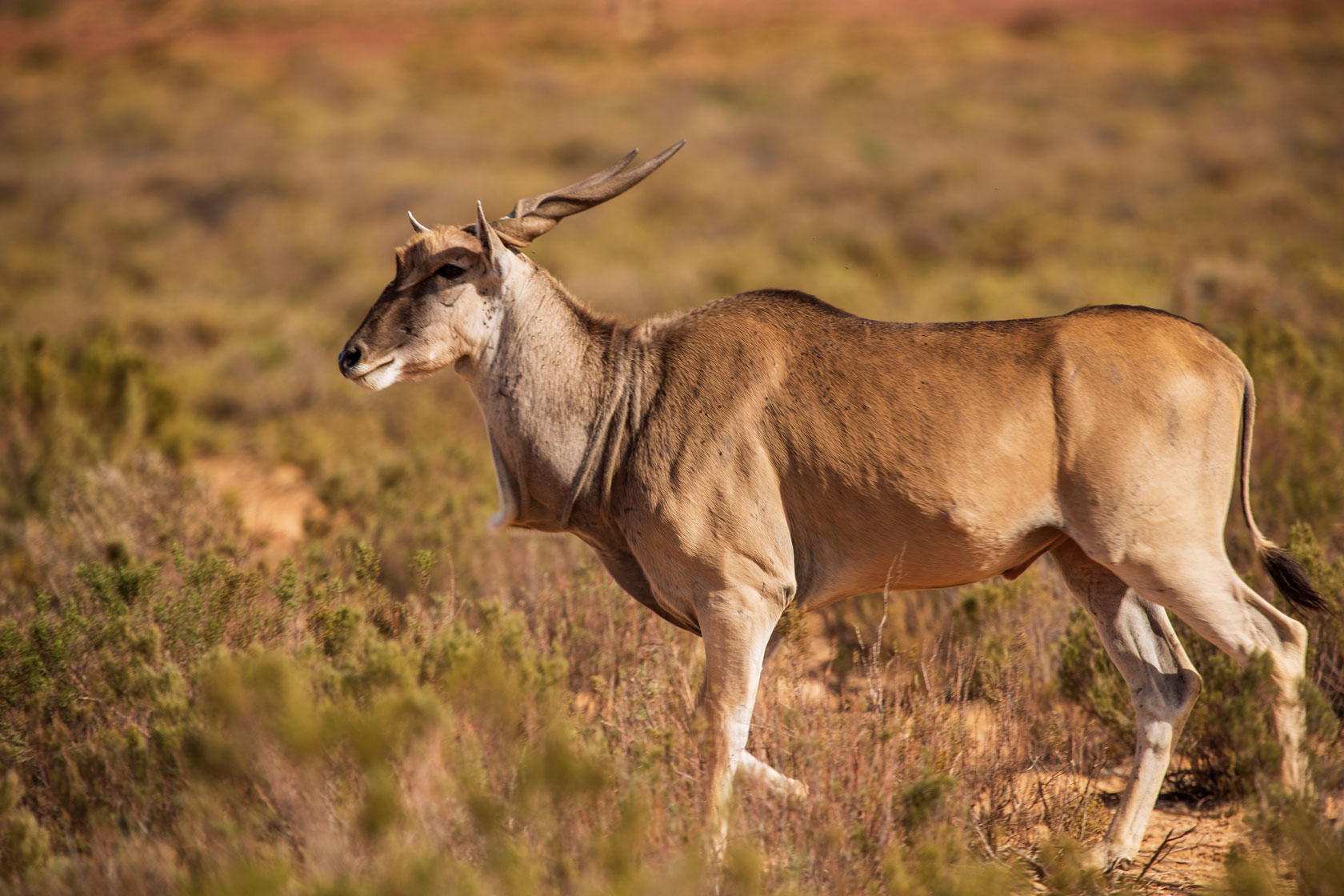  Eland Antelope
